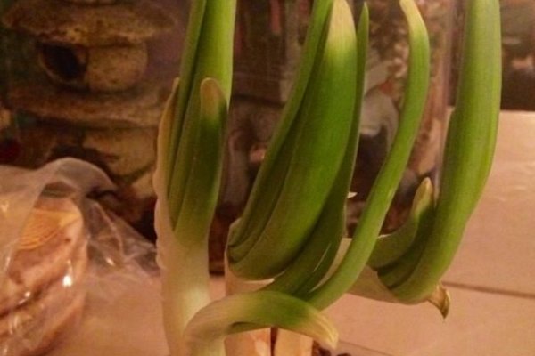 Активная ссылка на кракен